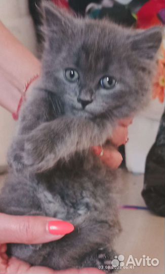 Котёнок (девочка )