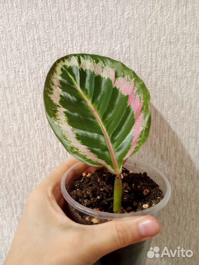 Калатея Анжела