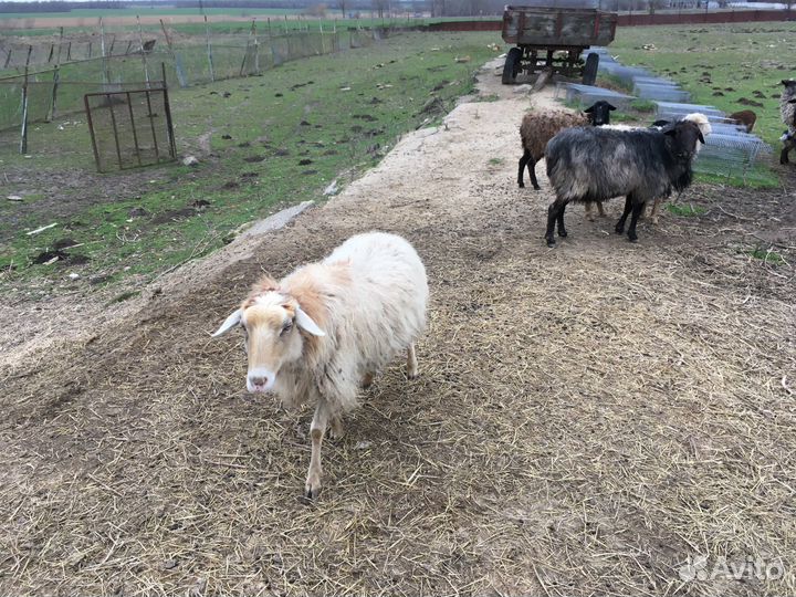 Гуси и овечки прямо с фермы