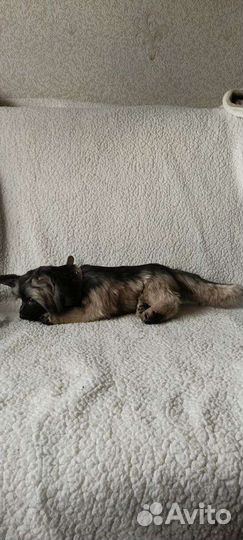 Мягкая игрушка собачка