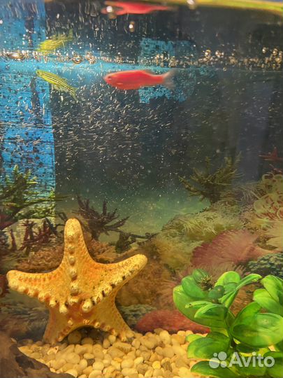 Аквариум с рыбками