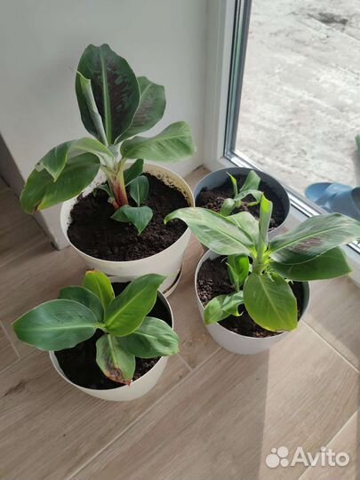 Банан тропикана