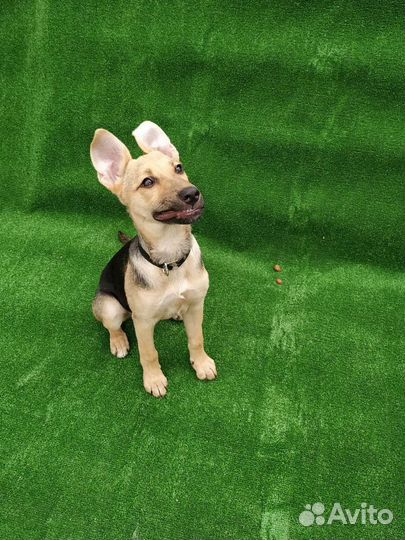 Красотка Джесси ждёт своих хозяев