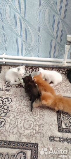 Котята в добрые руки приучены к лотку