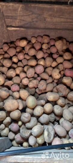 Картофель мелкий