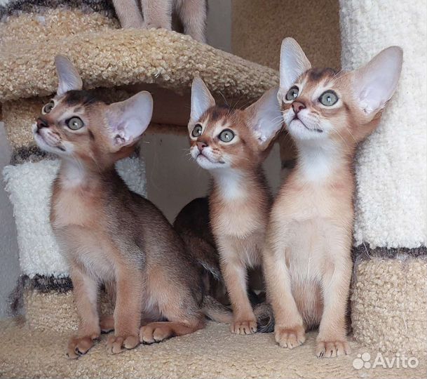 Абиссинские котята