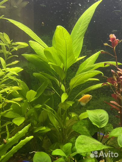 Аквариумные растения
