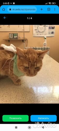 Молодая кошечка