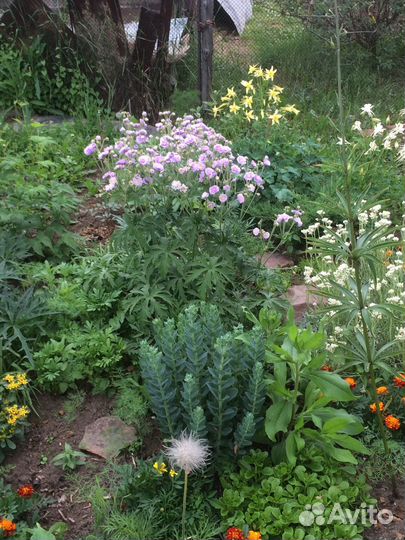 Герань садовая многолетняя