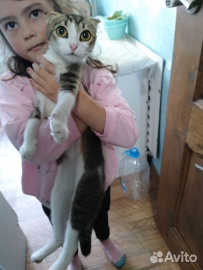 Кошка в добрые руки