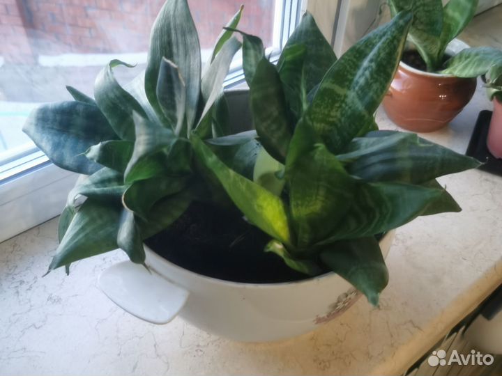 Сансевиерия ханни