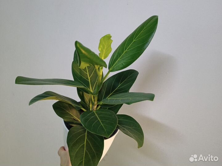 Фикус бенгальский Андрей