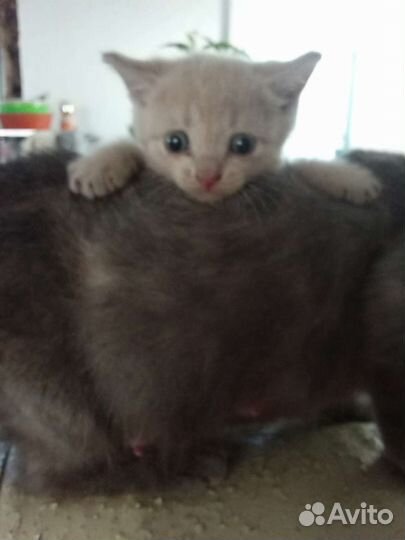 Котенок на Удачу- мальчик в дар, бесплатно