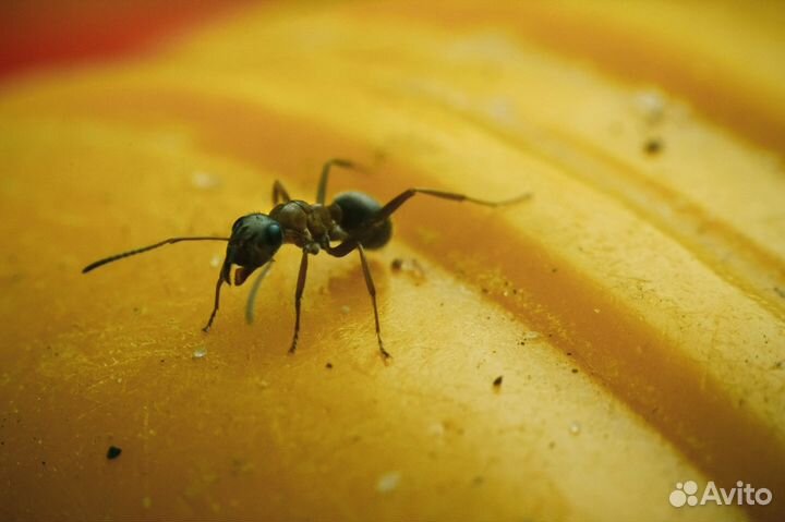 Макро кольца 3 шт для Canon Eos