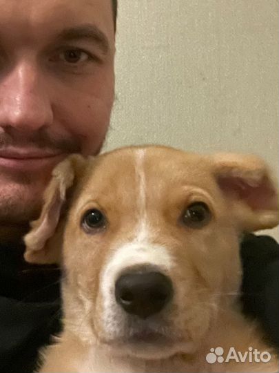 Передержка животных