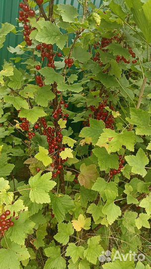 Веточки смородины для шиншил