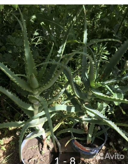 Алоэ лечебный