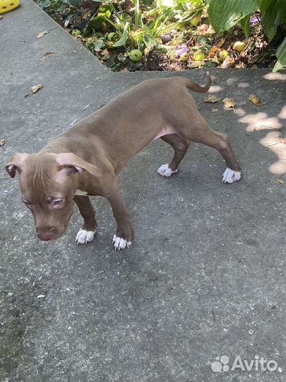 Собака питбуль