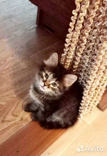 Отдам котенка в добрые руки