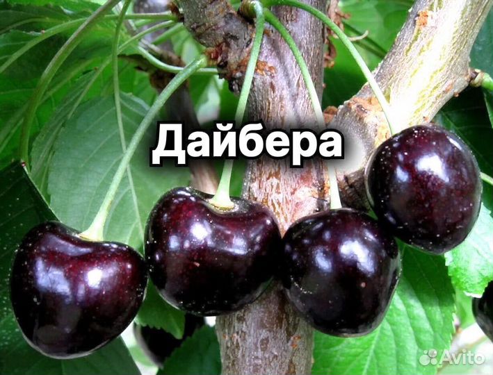 Плодовые декоративные деревья