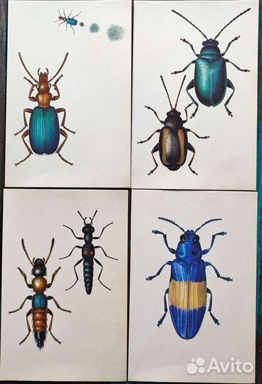 Иллюстрации жуки картинки