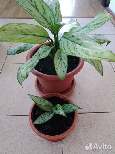 Аглаонема. Без горшка