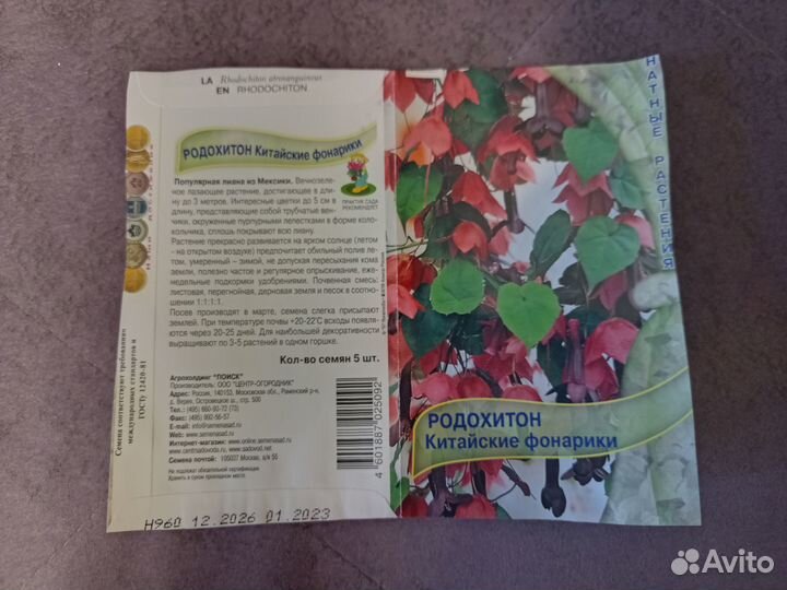 Родохитон комнатный