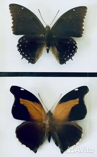 Насекомые, бабочки в рамках