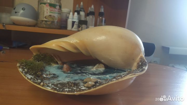 Ракушка подарок