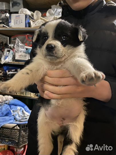 Отдам даром щенков