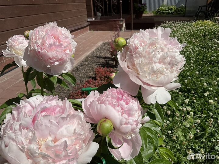 Пионы сортовые.Розовые