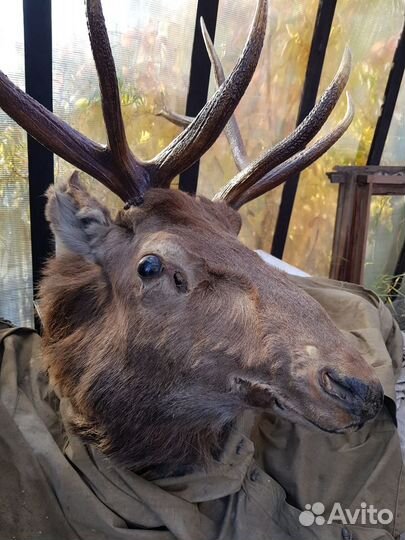 Продам настоящее чучело оленя