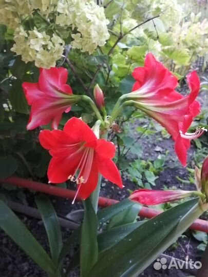 Гиппеаструм амариллис луковицы с бутонами