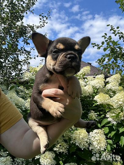 Французский бульдог