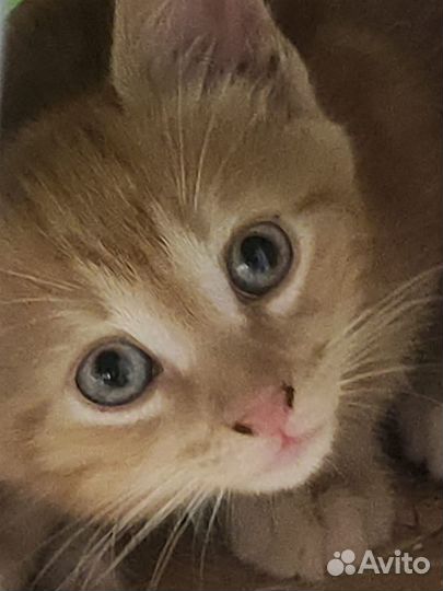 Рыжий котёнок