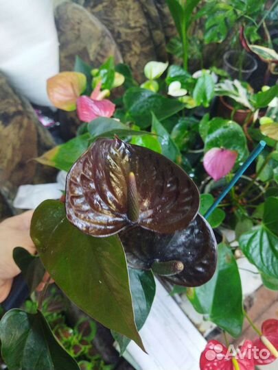 Антуриумы сортовые