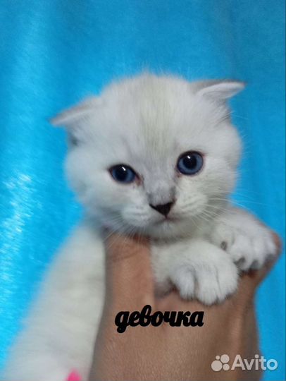 Кошка в дар бесплатно