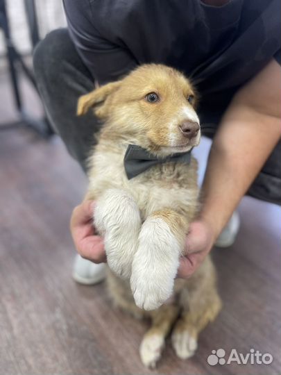 Щенки в добрые руки даром