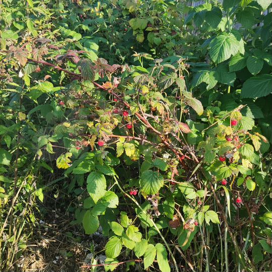 Участок 4,5 сот. (СНТ, ДНП)