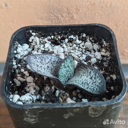 Гастерия Батеса