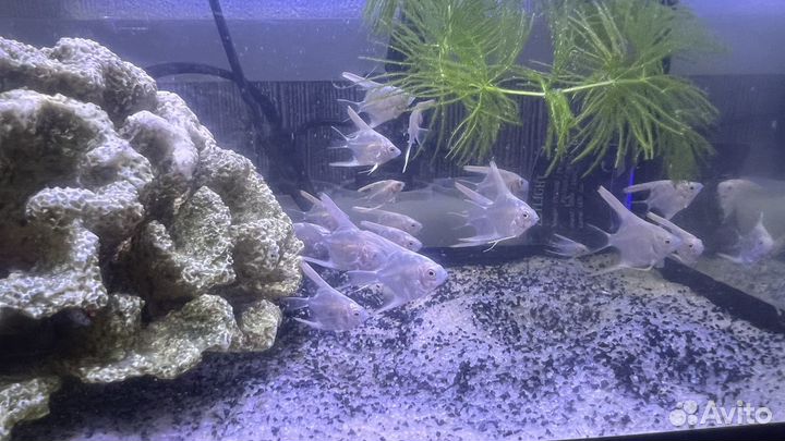 Скалярия платина