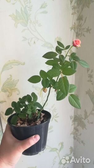 Роза, чудесный аромат