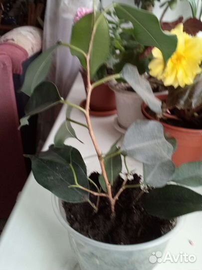 Фикус бенджамина