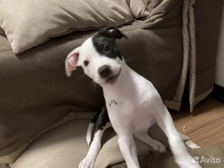 Питбультерьер девочка