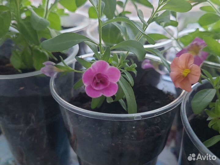 Рассада калибрахоа