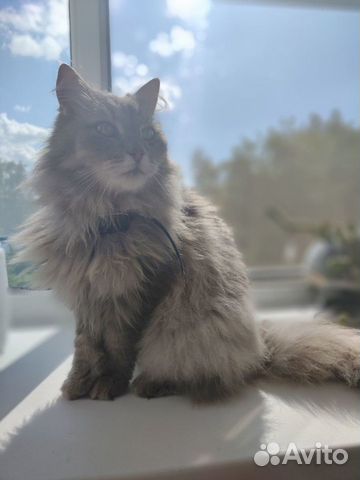 Брошенный котик ищет дом объявление продам