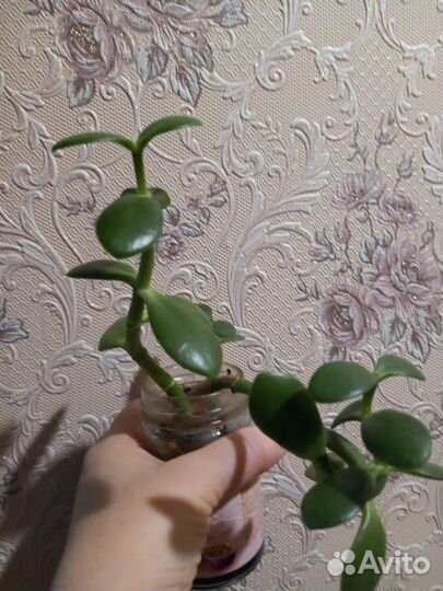 Денежное дерево толстянка