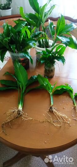 Продам отростки цветов