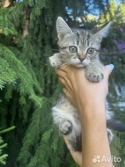 Кошечка в добрые руки