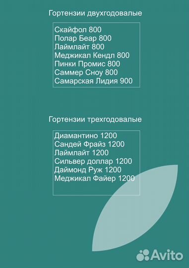 Гортензия метельчатая Лаймлайт (Limelight)